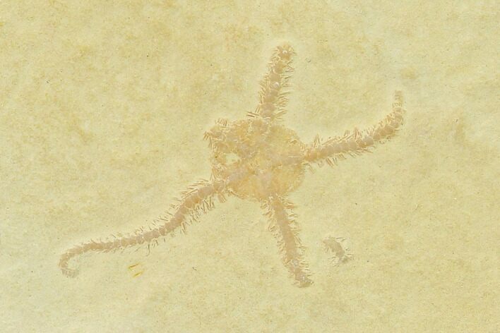 Jurassic Brittle Star (Sinosura) Fossil - Solnhofen #132416